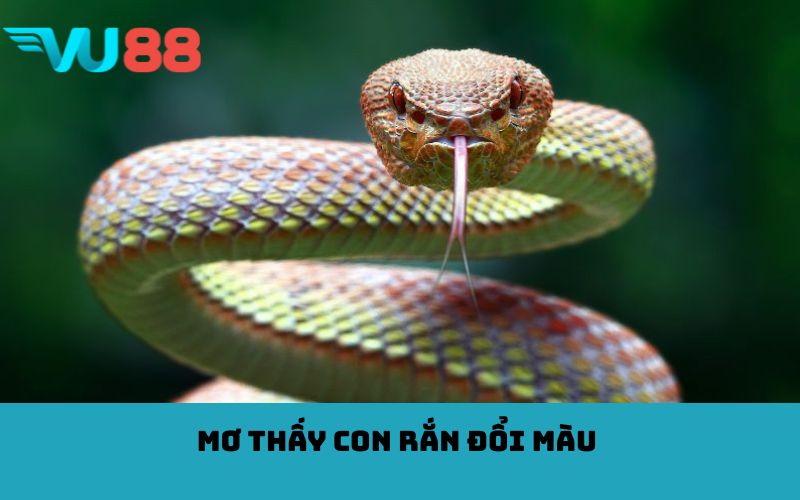 Mơ thấy con rắn đổi màu