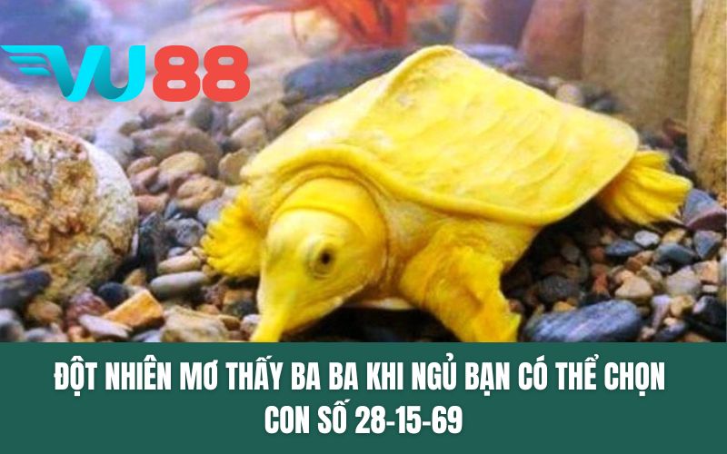 Đột nhiên mơ thấy ba ba khi ngủ bạn có thể chọn con số 28-15-69